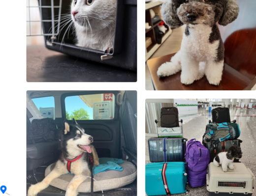 Super Pet Travel