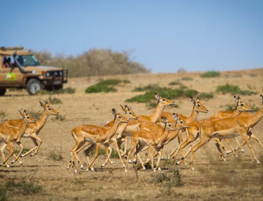 Ket Safaris